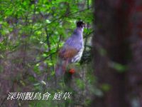 Ithaginis cruentus Blood Pheasant 血雉 003-028