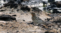 Red-throated Pipit