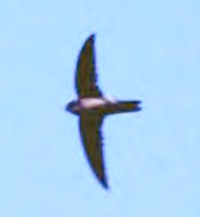 황해쇠칼새  Aerodramus brevirostris ( Himalayan Swiftlet )