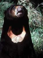 말레이곰 Helarctos malayanun Malayan Sun Bear