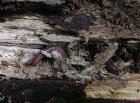 Eisenia lucens