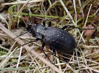 Carabus hortensis hortensis