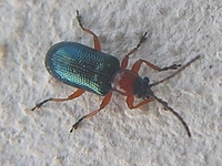 Oulema melanopus - Cereal Leaf Beetle