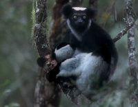 Indri (Indri indri) Madagascar.