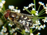 Scaeva pyrastri