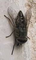 Tabanus autumnalis