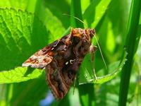 Autographa pulchrina - Beautiful Golden Y