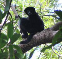 Perrier's sifaka (Propithecus perrieri)