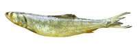 Elops saurus, Ladyfish: fisheries, gamefish, bait