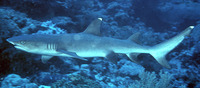 Triaenodon obesus, Whitetip reef shark: fisheries, gamefish