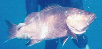 Lutjanus dentatus, African brown snapper: fisheries, gamefish