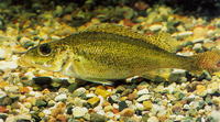 Gymnocephalus cernuus, Ruffe: fisheries, gamefish, bait