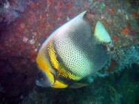 Pomacanthus zonipectus, Cortez angelfish: fisheries, aquarium