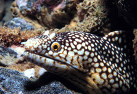 Muraena melanotis, Honeycomb moray: fisheries