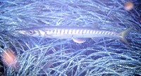 Sphyraena viridensis, Yellowmouth barracuda: