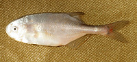 Petrocephalus catostoma tanensis, Tana-churchill: