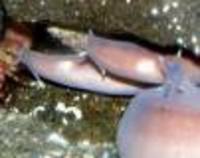 Eptatretus profundus, Fivegill hagfish:
