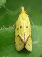 Agapeta hamana