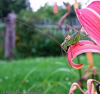 Barbitistes constrictus