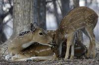 Image of: Axis axis (chital)