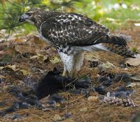 Image of: Buteo jamaicensis (red-tailed hawk), Sciurus carolinensis (eastern gray squirrel)