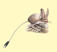 Image of: Euchoreutes naso (long-eared jerboa)