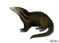 Image of: Liberiictis kuhni (Liberian mongoose)