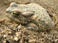 Bufo viridis - European Green Toad