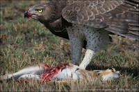 Polemaetus bellicosus - Martial Eagle