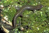 Image of: Desmognathus fuscus fuscus (northern dusky salamander)