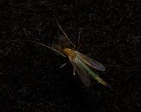 Image of: Chironomidae (midges)