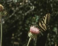 Image of: Papilionidae (swallowtail butterflies)