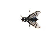 Image of: Platystomatidae (picture-winged flies)