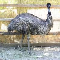 Dromaius novaehollandiae - Emu