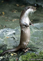 Lutra lutra - Eurasian River Otter