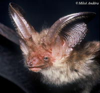 Plecotus auritus - Brown Big-eared Bat