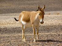 Equus hemionus onager - Onager