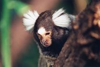 Callithrix jacchus - White-tufted-ear Marmoset