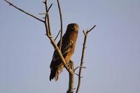 Image of: Aquila clanga (greater spotted eagle)