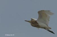 Image of: Ardeola bacchus (Chinese pond heron)