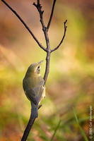 Image of: Dendroica caerulescens (black-throated blue warbler)