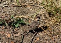 Image of: Eremopterix leucopareia (Fischer's sparrow-lark)