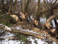 Castor fiber - Eurasian Beaver