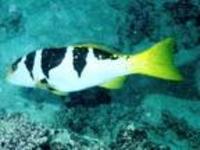 Image of: Plectropomus laevis (blacksaddled coralgrouper)