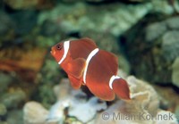Premnas biaculeatus - Gold Stripe Clown