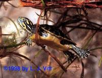 Image of: Pseudemys nelsoni (Florida red-bellied turtle)