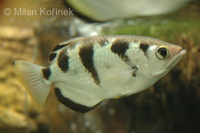 Toxotes jaculatrix - Banded Archerfish