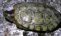 Image of: Trachemys decussata (North Antillean slider)