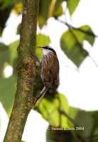 Streak-breasted Scimitar Babbler - Pomatorhinus ruficollis