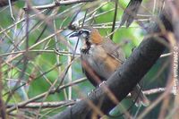 Lesser Necklaced Laughingthrush - Garrulax monileger